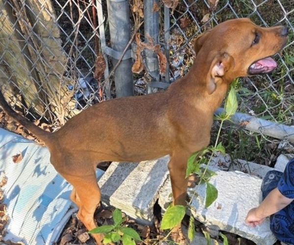 Medium Photo #1 Black Mouth Cur-Rottweiler Mix Puppy For Sale in FAIR GROVE, MO, USA