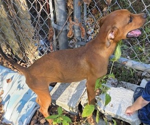 Black Mouth Cur-Rottweiler Mix Dogs for adoption in FAIR GROVE, MO, USA