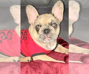 French Bulldog Puppy for sale in KISSIMMEE, FL, USA