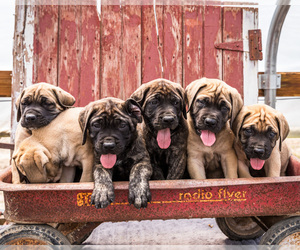 Mastiff Puppy for Sale in WAKARUSA, Indiana USA
