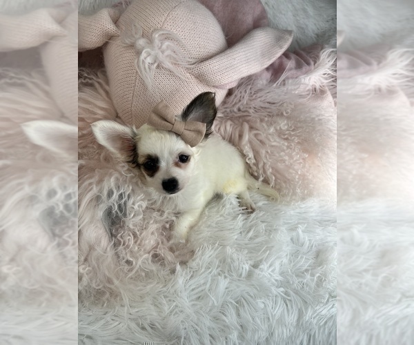 Medium Photo #4 Chihuahua Puppy For Sale in NAPLES, FL, USA