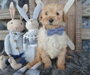 Poodle (Miniature) Puppy for sale in HONEY BROOK, PA, USA