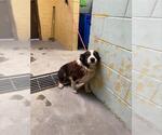Small Australian Shepherd