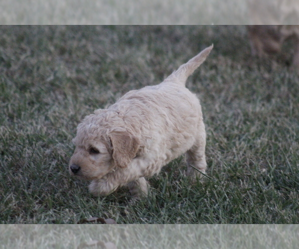 Medium Photo #4 Goldendoodle Puppy For Sale in MEMPHIS, MO, USA