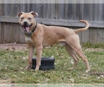 Small #9 American Pit Bull Terrier Mix