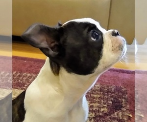 Boston Terrier Puppy for sale in REMINGTON, VA, USA