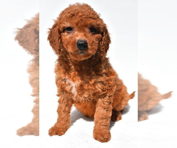 Medium Photo #10 Goldendoodle mix (+ Poodle Miniature) Puppy For Sale in DURHAM, CT, USA