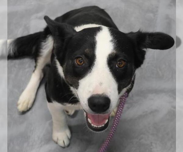 Medium Photo #1 Mutt Puppy For Sale in Thief River Falls, MN, USA