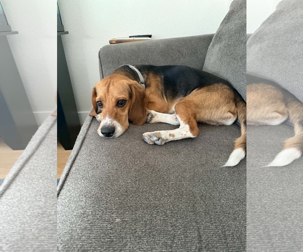 Medium Photo #4 Beagle Puppy For Sale in Las Vegas, NV, USA