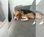 Small #3 Beagle