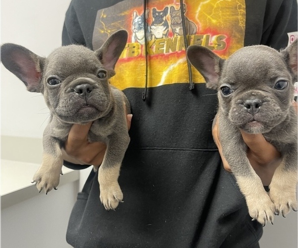Medium Photo #11 French Bulldog Puppy For Sale in FAYETTEVILLE, NC, USA