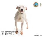 Small Photo #1 American Bulldog-Unknown Mix Puppy For Sale in Mobile, AL, USA