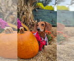 Small #2 Dachshund