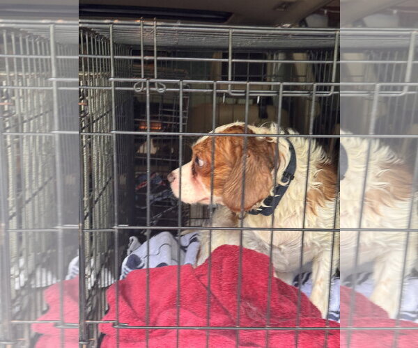 Medium Photo #3 Cavalier King Charles Spaniel Puppy For Sale in Pottstown, PA, USA