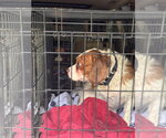Small Photo #3 Cavalier King Charles Spaniel Puppy For Sale in Pottstown, PA, USA