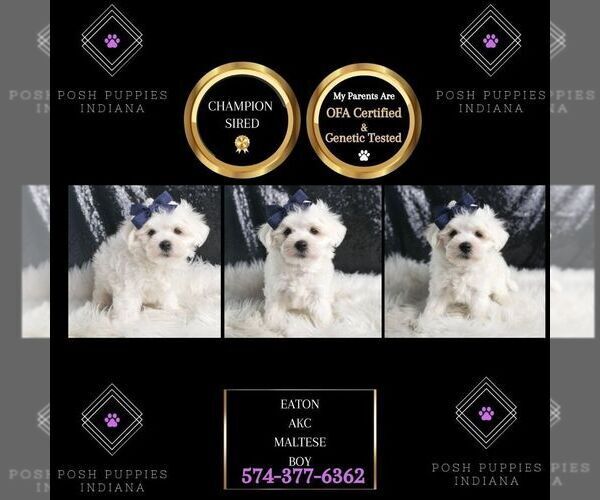 Medium Photo #1 Maltese Puppy For Sale in WARSAW, IN, USA