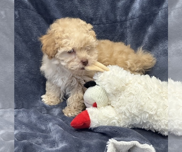 Medium Photo #2 Poodle (Toy) Puppy For Sale in SILEX, MO, USA