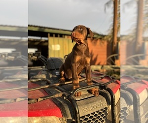 Doberman Pinscher Puppy for sale in GUSTINE, CA, USA