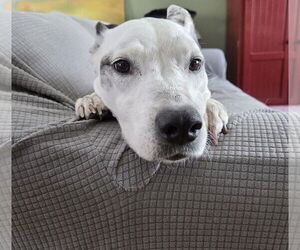 Mutt Dogs for adoption in Princeton, MN, USA