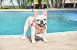 Small Photo #5 French Bulldog Puppy For Sale in FORT LAUDERDALE, FL, USA