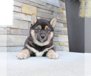 Shiba Inu Puppy for sale in CANTON, SD, USA