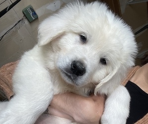 Medium Great Pyrenees