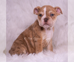 Puppy JINKO AKC Bulldog