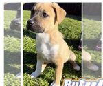 Small Photo #1 Labrador Retriever-Unknown Mix Puppy For Sale in New York, NY, USA