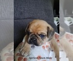 Puppy Apricot Fawn Ma Pug