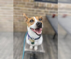 Jack Russell Terrier Dogs for adoption in St. Louis Park, MN, USA