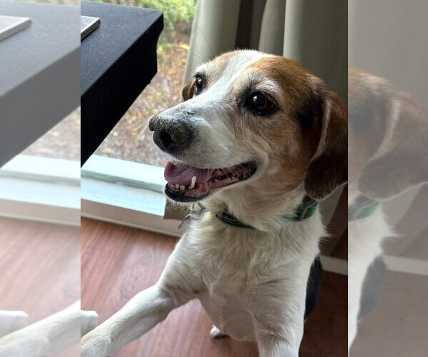 Medium Photo #6 Beagle-Unknown Mix Puppy For Sale in Dunnellon, FL, USA