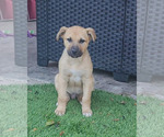 Small Photo #2 German Shepherd Dog-Mutt Mix Puppy For Sale in FRESNO, CA, USA