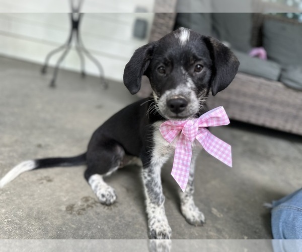 Medium Photo #4 Australian Shepherd-Saint Bernard Mix Puppy For Sale in JEFFERSONVILLE, IN, USA
