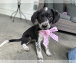 Small #3 Australian Shepherd-Saint Bernard Mix