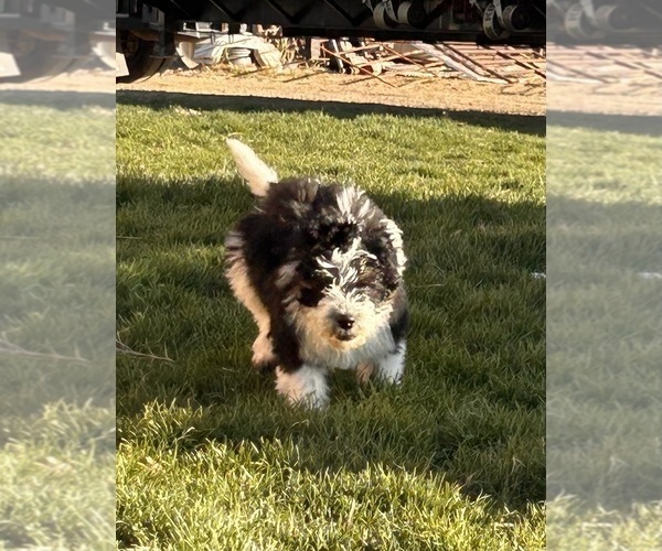 Medium Photo #6 Miniature Bernedoodle Puppy For Sale in LONGMONT, CO, USA