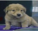 Small #1 Golden Labrador