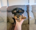 Small Photo #5 Yorkshire Terrier Puppy For Sale in NORTHGLENN, CO, USA