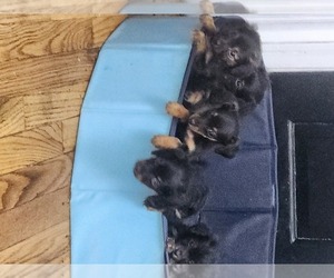 Dachshund Puppy for Sale in DETROIT, Michigan USA