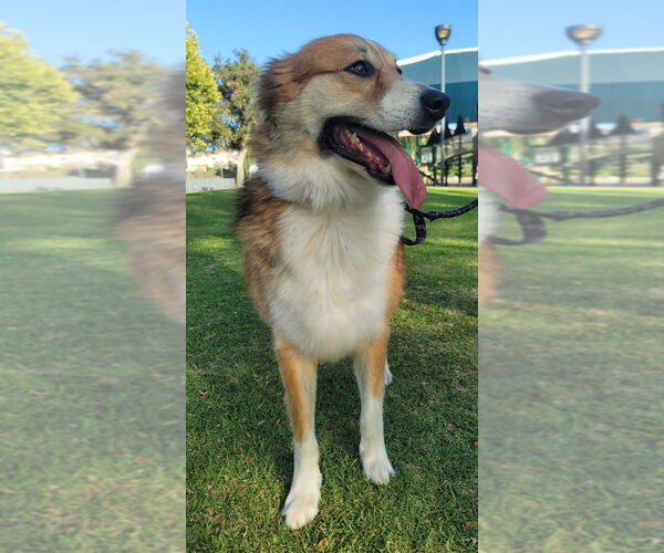 Medium Photo #5 Australian Shepherd Puppy For Sale in Dana Point, CA, USA