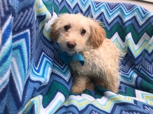 Maltipoo Puppy for sale in HONEY BROOK, PA, USA