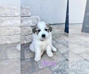 Great Pyrenees Puppy for sale in UMATILLA, FL, USA