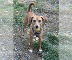 Small #13 Australian Shepherd-Feist Terrier Mix