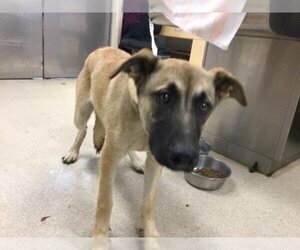 German Shepherd Dog-Unknown Mix Dogs for adoption in Riverside, CA, USA