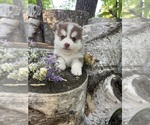 Small #3 Pomsky