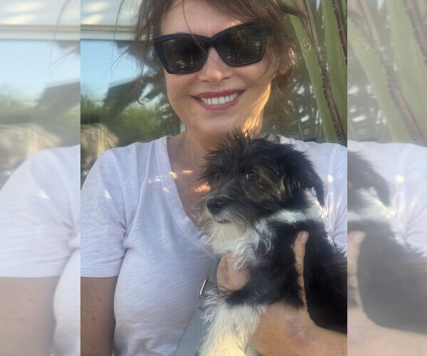 Medium Photo #4 Mutt Puppy For Sale in Dana Point, CA, USA