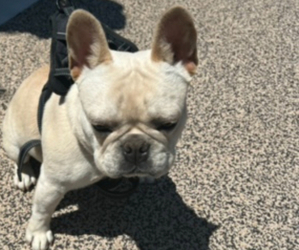 French Bulldog Puppy for sale in LATHROP, CA, USA