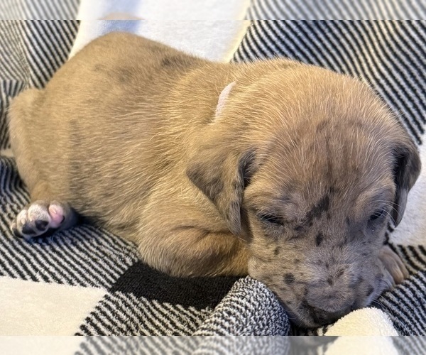 Medium Photo #4 Great Dane Puppy For Sale in GALLOWAY, OH, USA