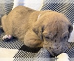 Small #3 Great Dane