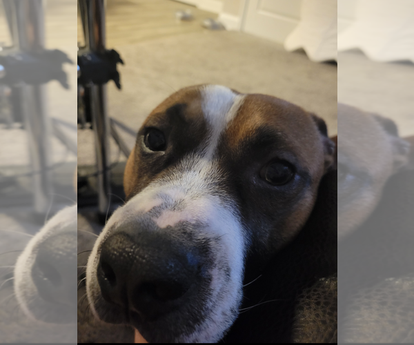 Medium Photo #17 American Staffordshire Terrier-Boxer Mix Puppy For Sale in Holly Springs, NC, USA