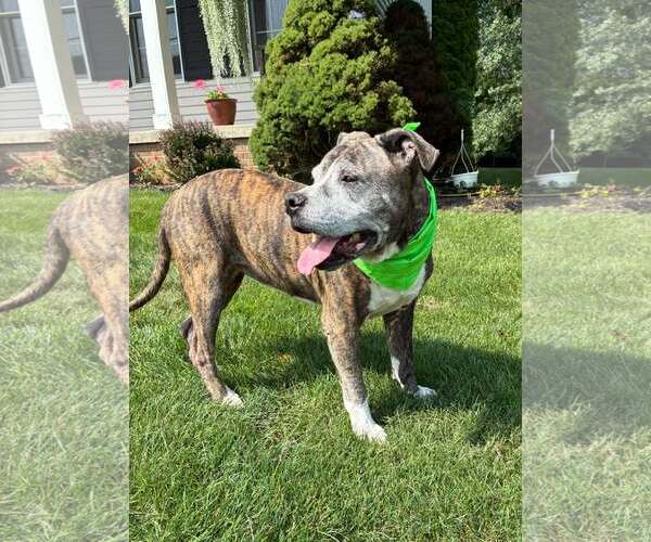 Medium Photo #5 American Pit Bull Terrier-Unknown Mix Puppy For Sale in Rootstown, OH, USA